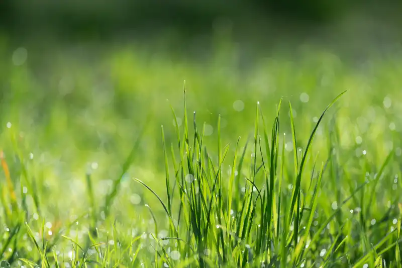 Can you mow wet grass in Trenton, NJ 