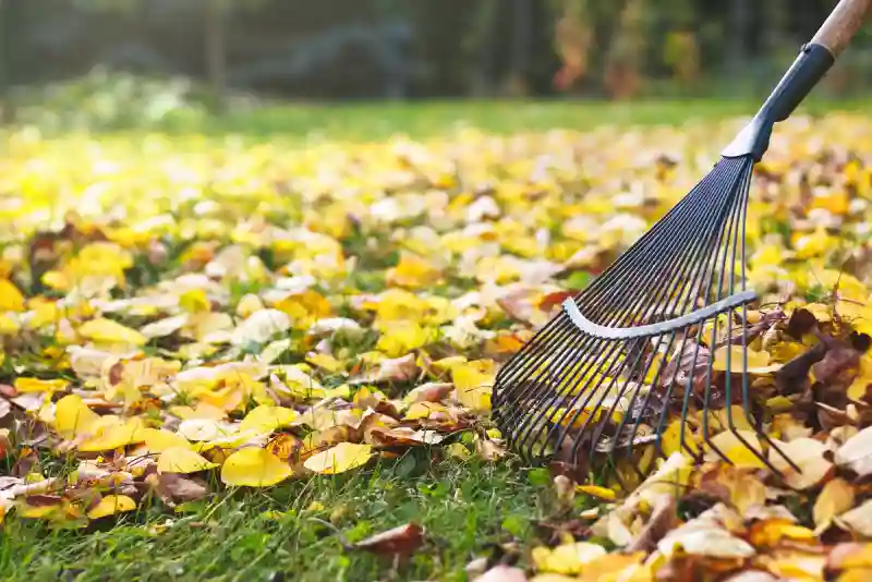 Yard Cleanup Services